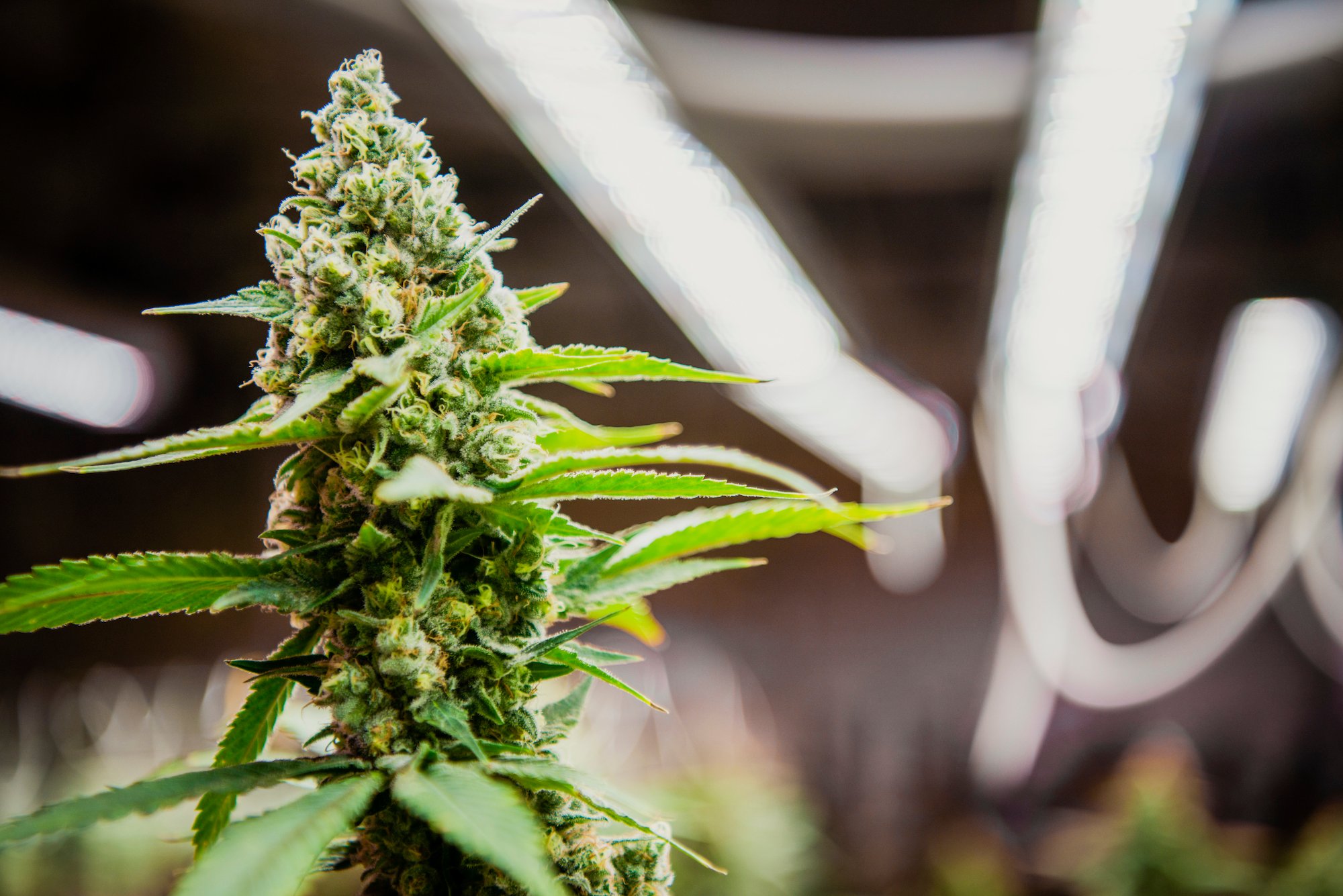 Valoya Cannabis-1